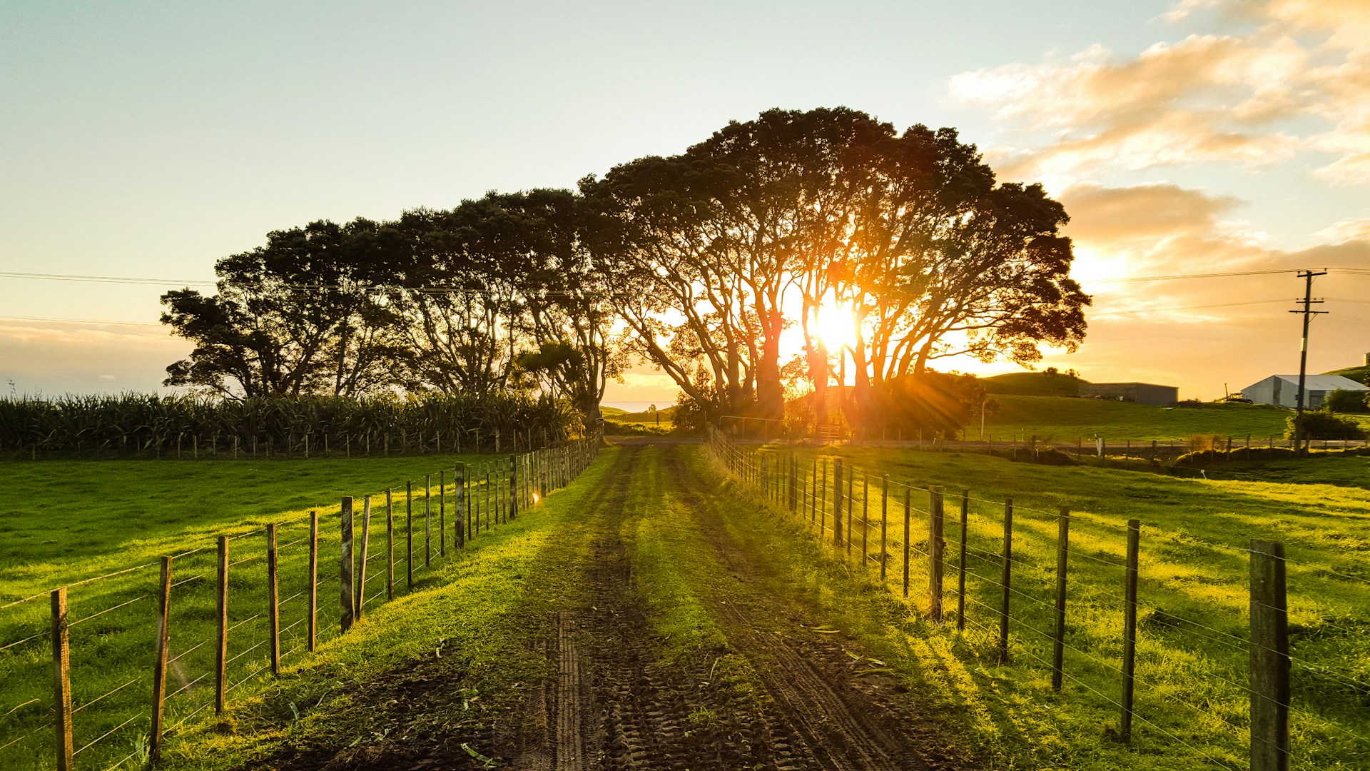 New Zealand agricultural landscape